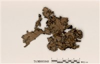 藏品(裸緣梅衣屬)的圖片